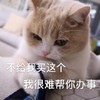 萌宠 猫星人 不给我买这个 我很难帮你办事 搞怪 呆萌