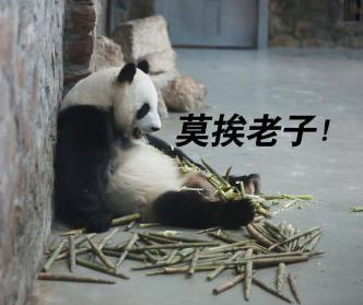 大熊猫 国宝 可爱 文字表情包 蠢萌