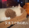 萌宠 猫星人 愁 无 这座城 又多了个伤心的人 呆萌 可爱