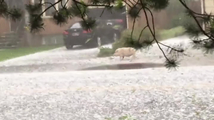 猪 pig 冰雹 run
