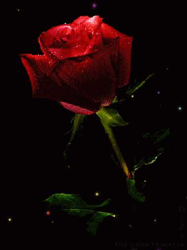 玫瑰 彩色 图片 漂亮