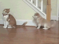 狗狗 猫咪 玩耍 可爱
