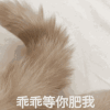 萌宠 喵星人 乖乖等你回我 快回我 呆萌 可爱