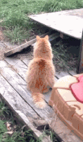 小猫 摔倒 可爱