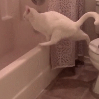 萌宠 猫咪 花样上厕所