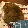 萌宠 猫星人 生胖气 无奈 呆萌 搞怪