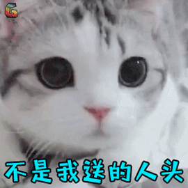 萌宠 猫咪 猫 王者荣耀 不是我送的 人头 soogif soogif出品