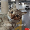 咋回事 小老弟 猫 搞怪 逗