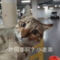 咋回事 小老弟 猫 搞怪 逗