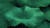荷花 下雨 水滴 绿色