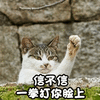 猫 萌宠 喵星人 猫咪 信不信一拳打你脸上 soogif soogif出品