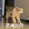 萌宠 猫星人 灵魂出窍 无奈 呆萌 可爱