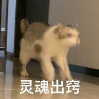 萌宠 猫星人 灵魂出窍 无奈 呆萌 可爱