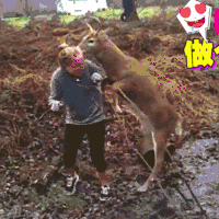 汪星人 萌宠 可爱 狗狗