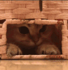 萌宠 猫星人 自带眼线 骚扰 搞怪 逗