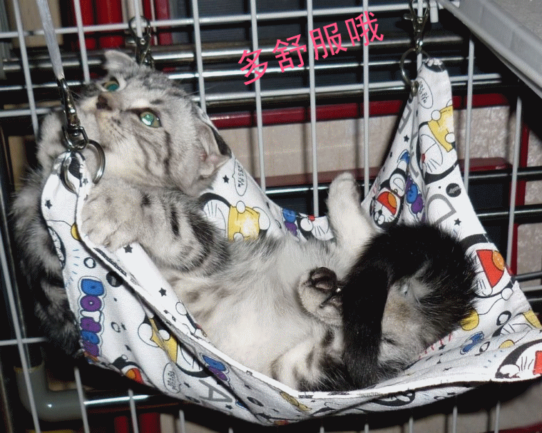 猫咪 吊床很舒服 真会享受