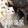 萌宠 猫星人 假装没笑 嘿嘿嘿 可爱 呆萌