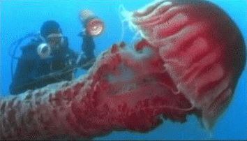 动物  水母  海洋无脊椎动物 神奇