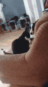 边牧 汪星人 喵星人 猫狗友谊 Border Collie