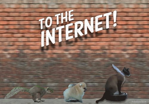 互联网  ,猫, 动物, 狗, 模因