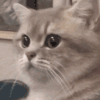 萌宠 猫星人 ？？？ 好奇 呆萌 可爱