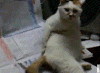 猫咪 坐着 白色 可爱