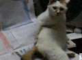 猫咪 坐着 白色 可爱