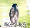 萌宠 小鸟 鸟都不鸟你 不看你 搞怪 逗