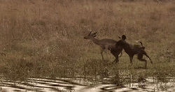 倒 动物 捕猎 掠食动物战场 纪录片 羚羊 非洲豺犬