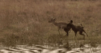 倒 动物 捕猎 掠食动物战场 纪录片 羚羊 非洲豺犬