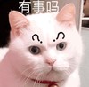 萌宠 猫星人 有事吗 好奇 呆萌 可爱