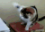 猫咪  发火   搞笑  可笑