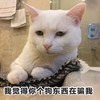 萌宠 喵星人 我觉得你个狗东西在骗我 冷漠 呆萌 可爱