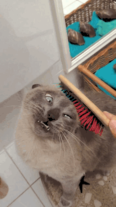 猫咪 梳理毛 不情愿 生气