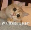 萌宠 猫星人 你为什么叫我爸爸 好奇呆萌 可爱