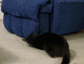 猫咪 玩耍 蹦跳