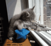 小猫 搞笑 射击 有意思