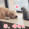 萌宠 汪星人 摸摸头 摸头杀 搞怪 呆萌