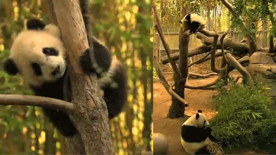 熊猫 萌化了 天然呆 动物 熊猫园 panda