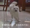 萌宠 喵星人 等我来在开始 等等我 搞怪 逗