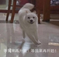 萌宠 喵星人 等我来在开始 等等我 搞怪 逗