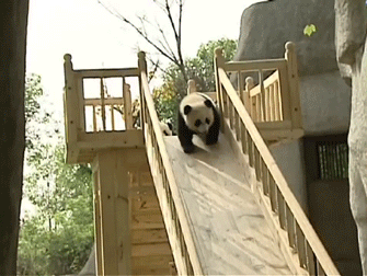 熊猫 滑梯 玩耍 萌萌哒