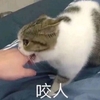 萌宠 喵星人 咬人 咬你的手 呆萌 可爱