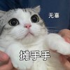 萌宠 猫星人 晚安啦 睡觉 呆萌 可爱
