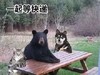 熊 狗 猫 恶搞 雷人 斗图 一起等快递