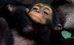 宝贝 黑猩猩 享受 草