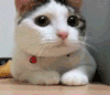 喵星人 萌宠 可爱 猫咪