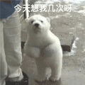 萌宠 狗熊 今天想我几次啊 好奇 呆萌 可爱