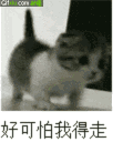 猫猫 后退 好害怕 可爱