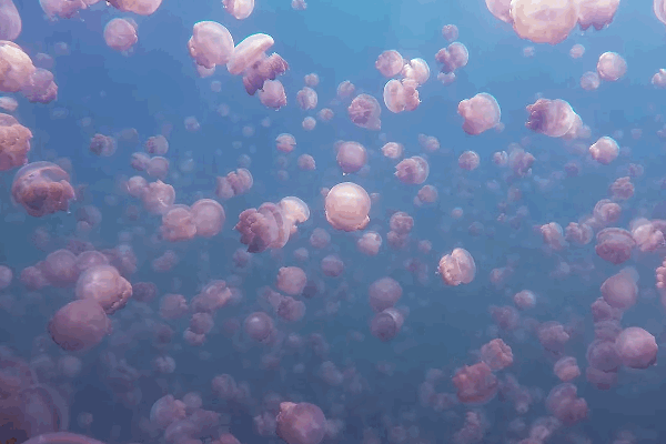大海 蓝色 粉色 水母